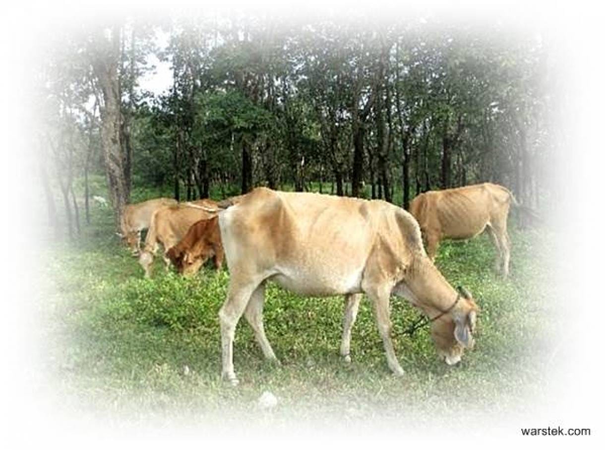 Pasundan Cow is Believed to Have More Advantages Compared to Other Kinds