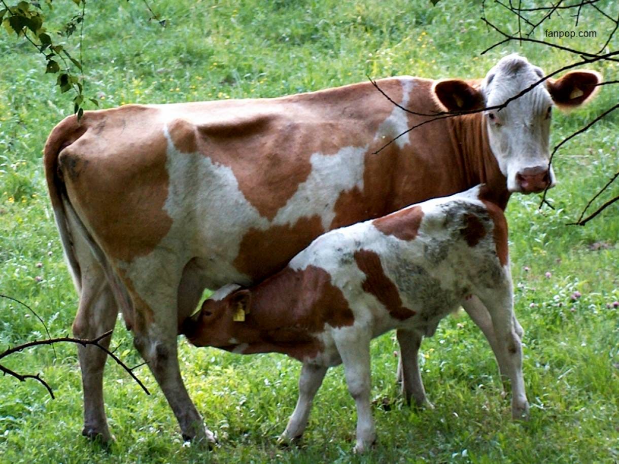 Fokus Pada Sapi Friesian Holstein Dara Adalah Cara Bisnis Sapi Perah Yang Baik dan Benar