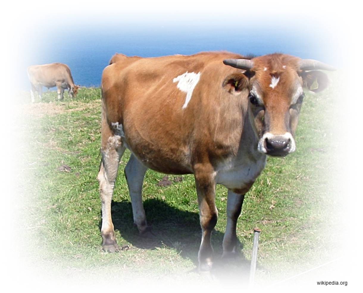 Jersey Adalah Salah Satu Jenis Sapi Penghasil Susu Untuk Membuat Greenfields Yogurt